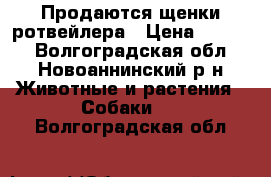  Продаются щенки ротвейлера › Цена ­ 6 000 - Волгоградская обл., Новоаннинский р-н Животные и растения » Собаки   . Волгоградская обл.